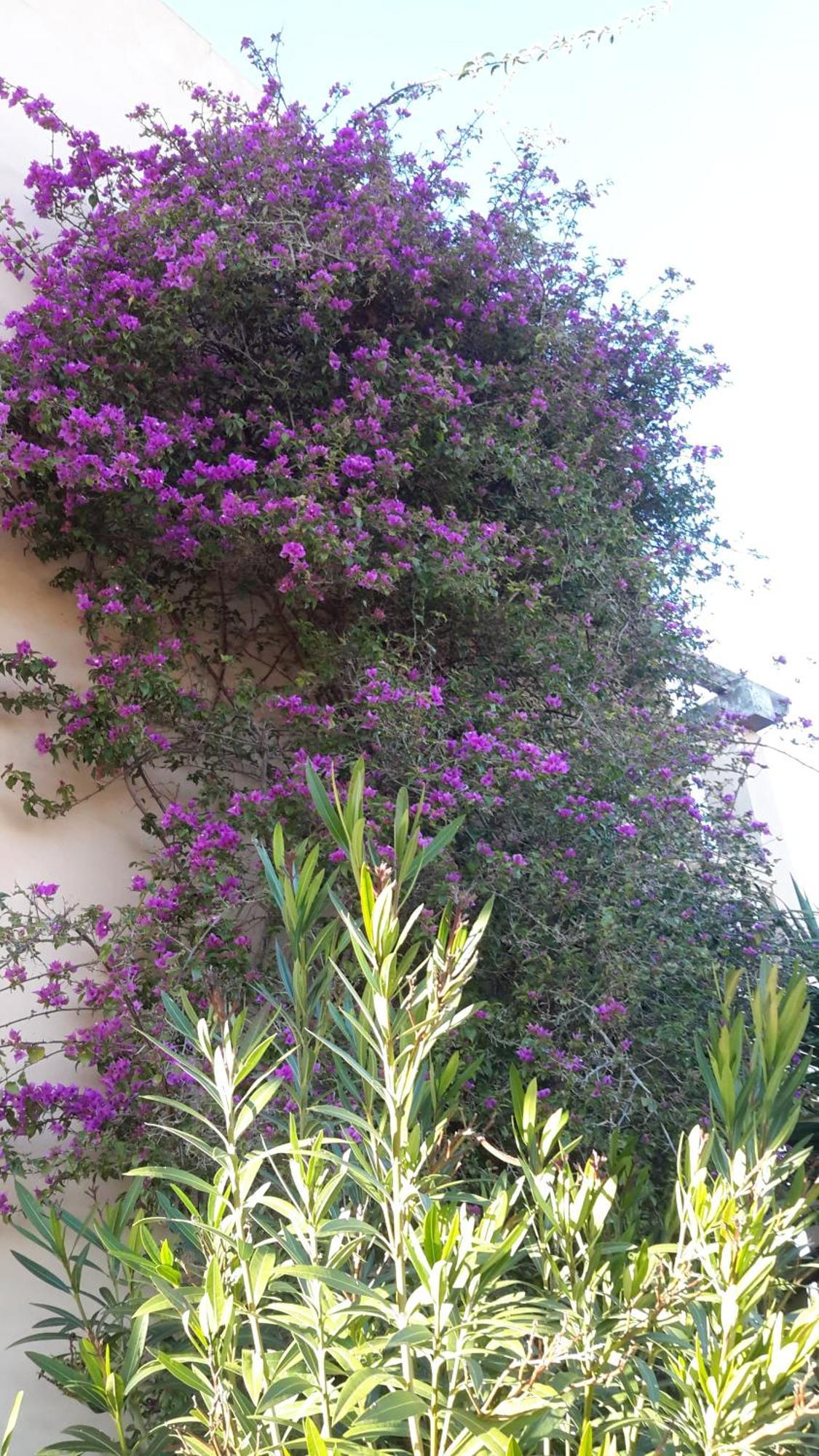 Finca Alqueria Fosca Campos  Buitenkant foto